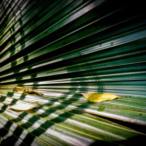 Large green leaf symbolizing growth and self-discovery in a Soul Connection Reading